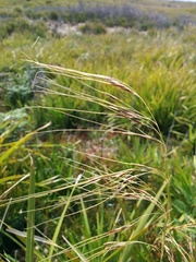 Austrostipa pubinodis