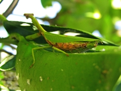 Parastagmatoptera unipunctata