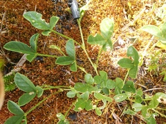 Cullen microcephalum