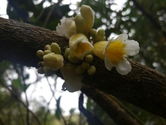 Colea