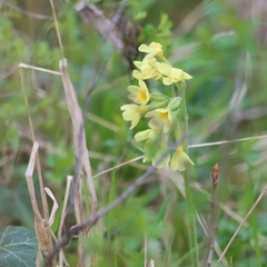 Primula elatior