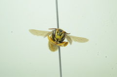 Saranthidium