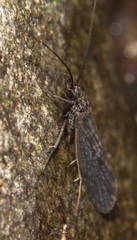 Dolophilodes distinctus