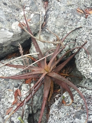 Aloe ibitiensis