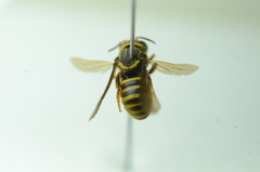 Saranthidium