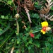 Wiry Bossiaea - Photo (c) Nick Fitzgerald, some rights reserved (CC BY-NC), uploaded by Nick Fitzgerald