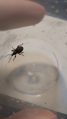 Otiorhynchus sulcatus