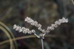 Petrosedum sediforme image