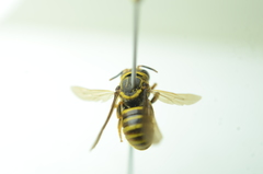 Saranthidium