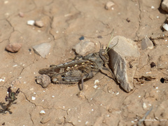 Tmethis pulchripennis