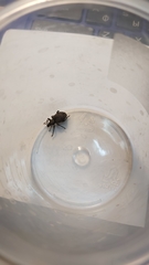 Otiorhynchus sulcatus