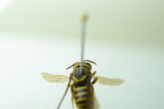 Saranthidium