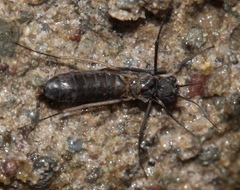 Dolophilodes distinctus