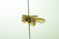 Saranthidium