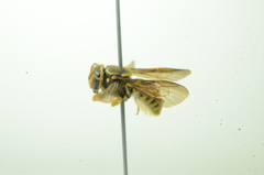 Saranthidium
