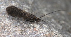Dolophilodes distinctus