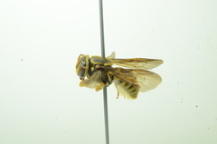 Saranthidium