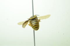 Saranthidium