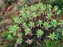 Apalochlamys spectabilis