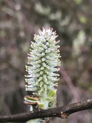 Salix caprea