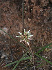 Cynanchum junciforme