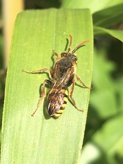 Nomada