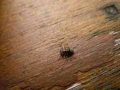 Mesopsocus unipunctatus