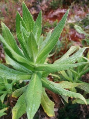 Apalochlamys spectabilis