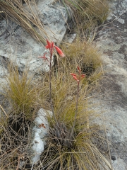 Aloe parvula image