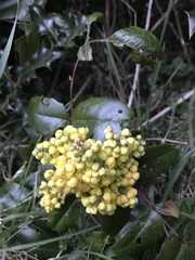 Berberis aquifolium