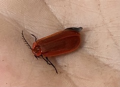 Matheteus theveneti