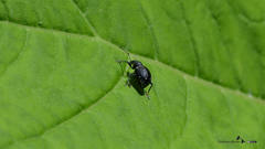 Otiorhynchus gemmatus