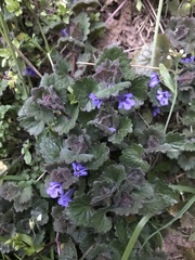 Glechoma hederacea