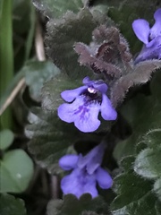 Glechoma hederacea