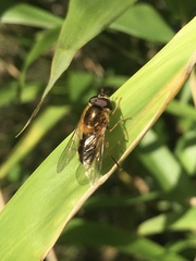 Eristalis pertinax