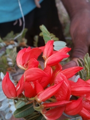 Pyranthus ambatoanus image