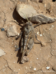 Tmethis pulchripennis