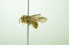 Saranthidium