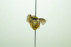 Saranthidium