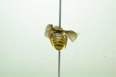 Saranthidium