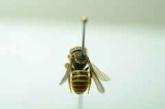 Saranthidium