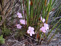 Oxalis polyphylla pentaphylla