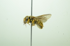 Saranthidium