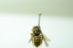 Saranthidium
