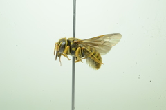 Saranthidium