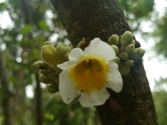 Colea