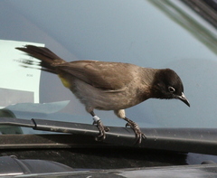 Pycnonotus xanthopygos