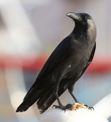 Corvus splendens