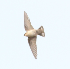 Ptyonoprogne fuligula