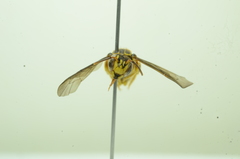 Saranthidium